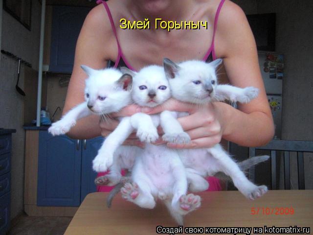 Котоматрица: Змей Горыныч