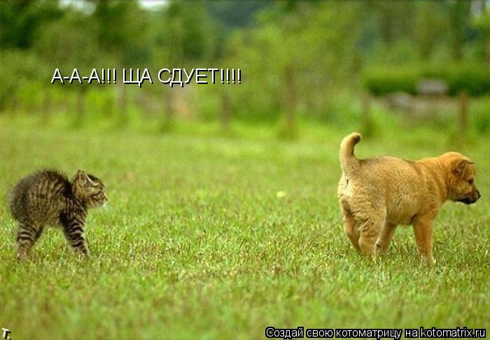 Котоматрица: А-А-А!!! ЩА СДУЕТ!!!!