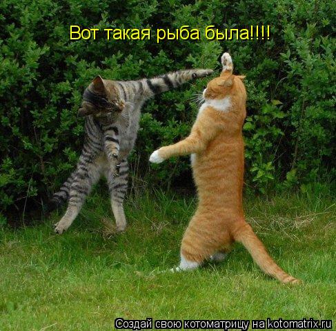 Котоматрица: Вот такая рыба была!!!!