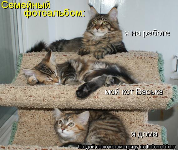 Семейный фотоальбом: я на работе я дома мой кот Васька... Котоматрица: Семейный фотоальбом: я на работе я дома мой кот Васька