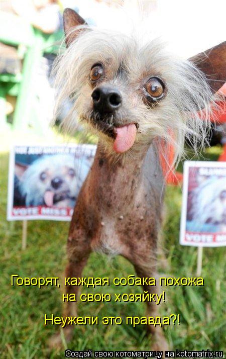 Котоматрица: Говорят, каждая собака похожа на свою хозяйку! Неужели это правда?!