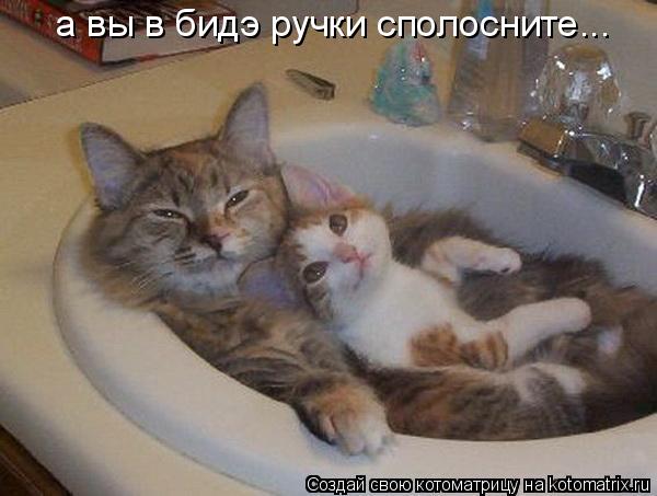 Котоматрица: а вы в бидэ ручки сполосните...