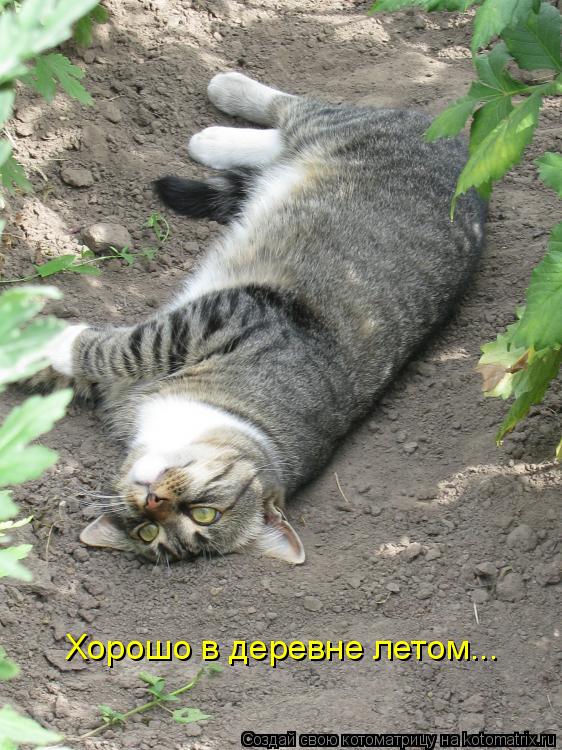 Котоматрица: Хорошо в деревне летом...
