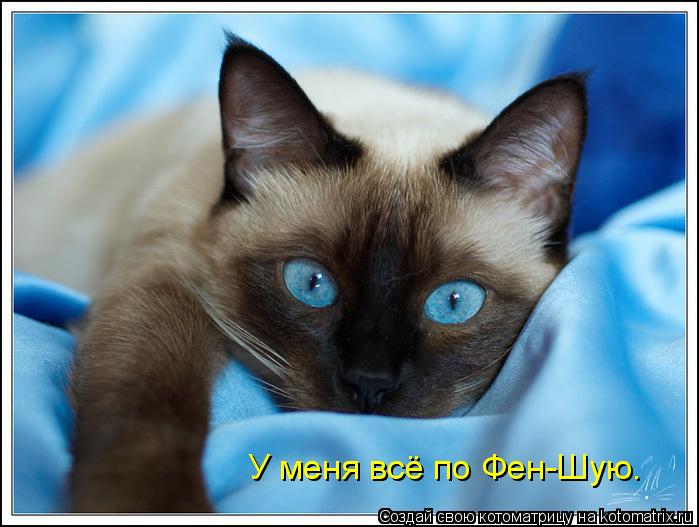 Котоматрица: У меня всё по Фен-Шую.