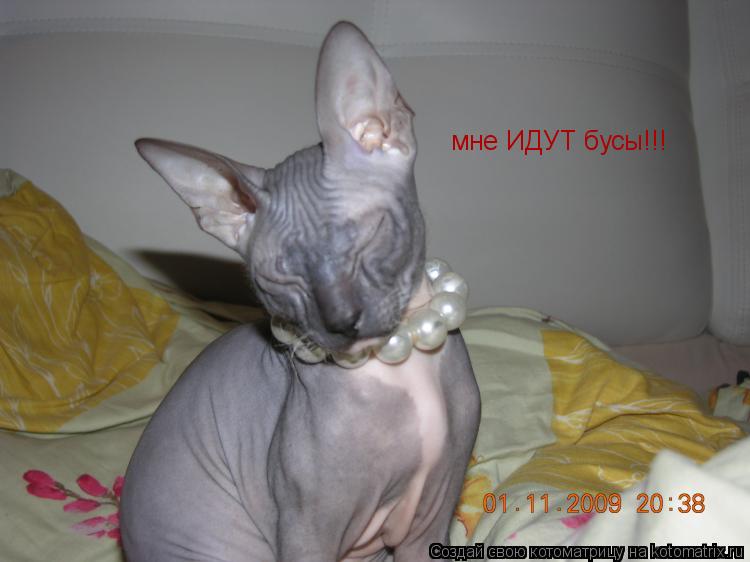 Котоматрица: мне ИДУТ бусы!!!
