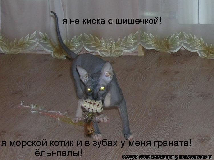 Котоматрица: я не киска с шишечкой! я морской котик и в зубах у меня граната! ёлы-палы!