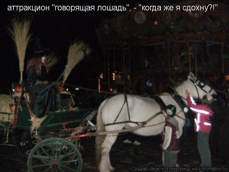 Котоматрица: аттракцион "говорящая лошадь", - "когда же я сдохну?!"