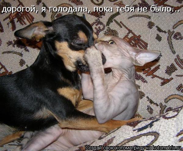 Котоматрица: дорогой, я голодала, пока тебя не было...