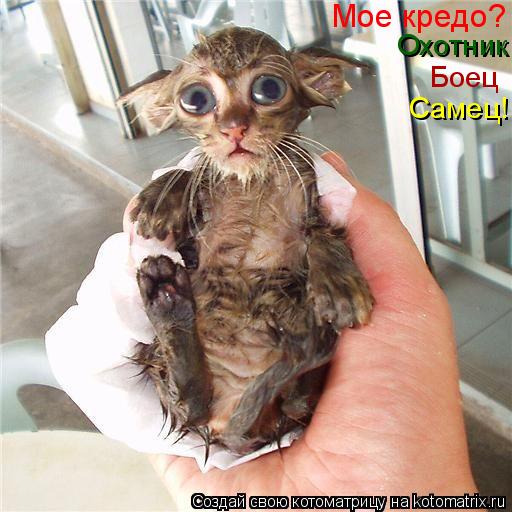 Котоматрица: Мое кредо? Охотник Боец Самец!