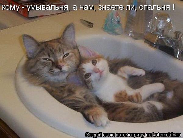 Котоматрица: кому - умывальня, а нам, знаете ли, спальня !