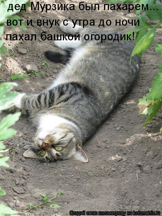 Котоматрица: дед Мурзика был пахарем...  вот и внук с утра до ночи  пахал башкой огородик!
