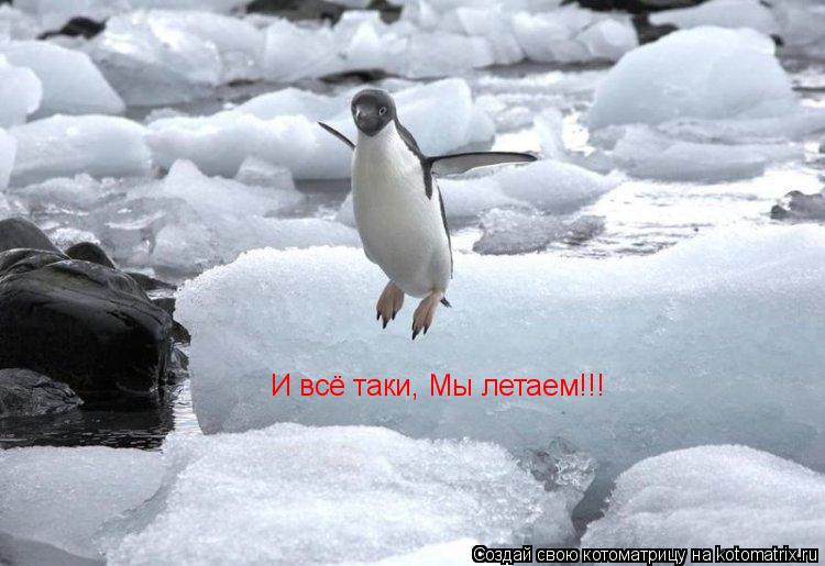 Котоматрица: И всё таки, Мы летаем!!!