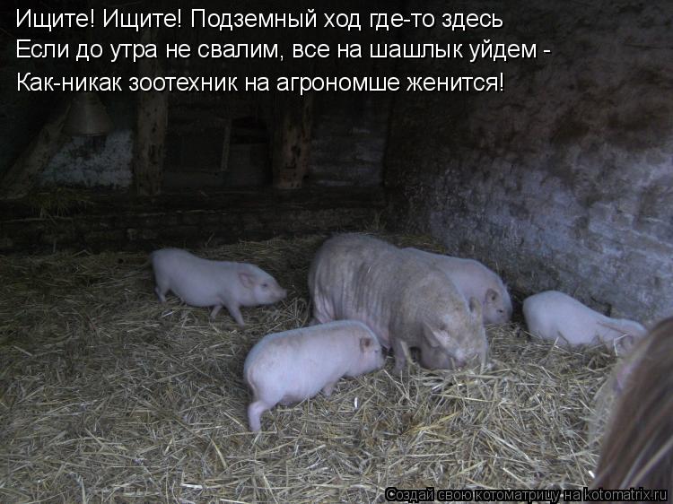 Ищите! Ищите! Подземный ход где-то здесь Если до утра не свалим, все на шашлык уйдем - Как-никак зо... Котоматрица: Ищите! Ищите! Подземный ход где-то здесь Если до утра не свалим, все на шашлык уйдем - Как-никак зоотехник на агрономше женится!