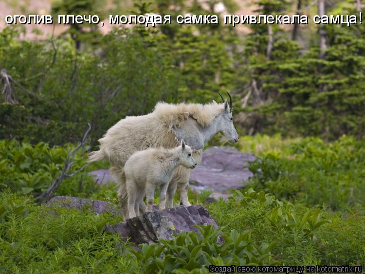 Котоматрица: оголив плечо, молодая самка привлекала самца!