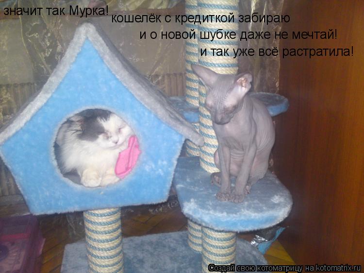 Котоматрица: значит так Мурка! кошелёк с кредиткой забираю  и о новой шубке даже не мечтай! и так уже всё растратила!