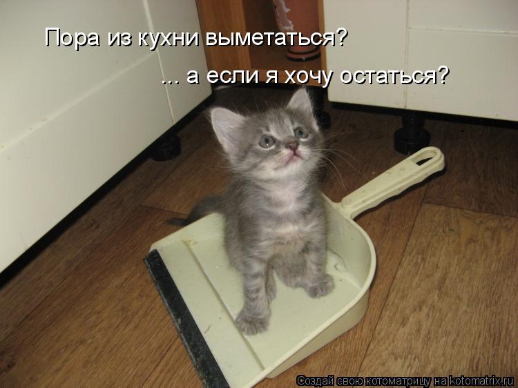 Котоматрица: Пора из кухни выметаться? ... а если я хочу остаться?