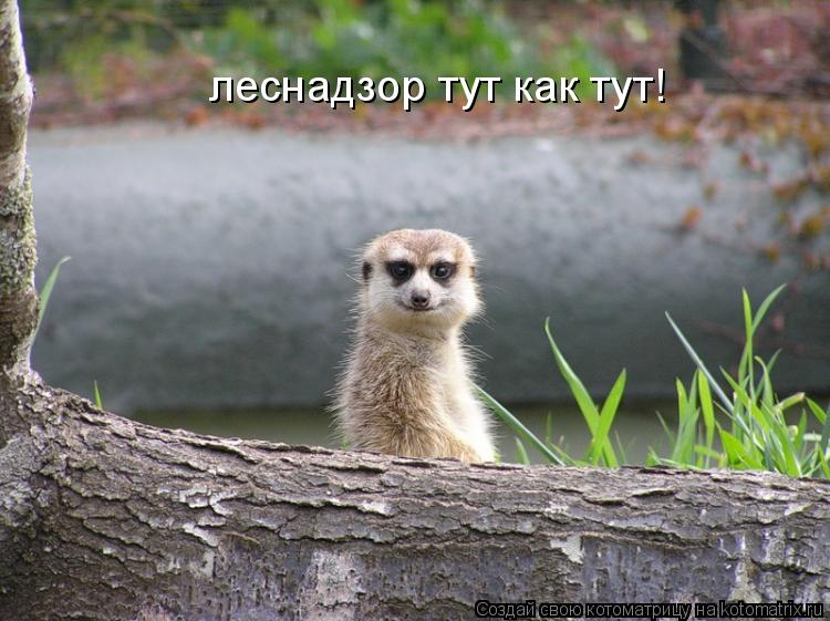 Котоматрица: леснадзор тут как тут!