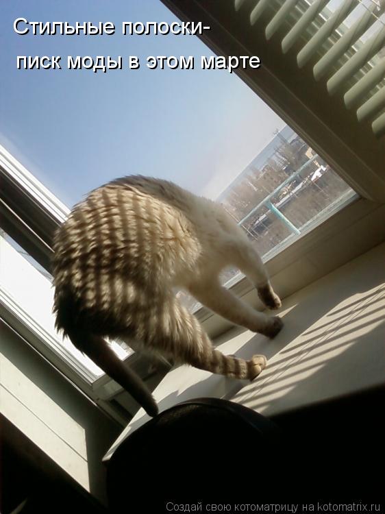 Котоматрица: Стильные полоски- писк моды в этом марте