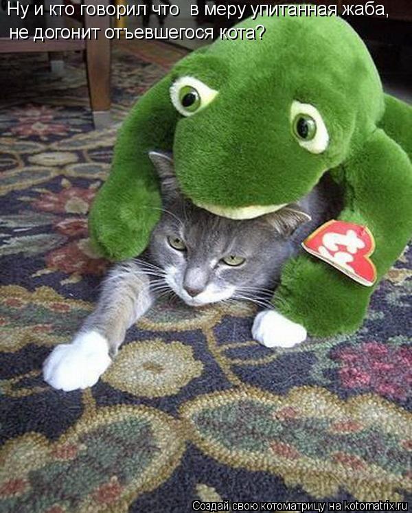 Котоматрица: Ну и кто говорил что  в меру упитанная жаба, не догонит отъевшегося кота?