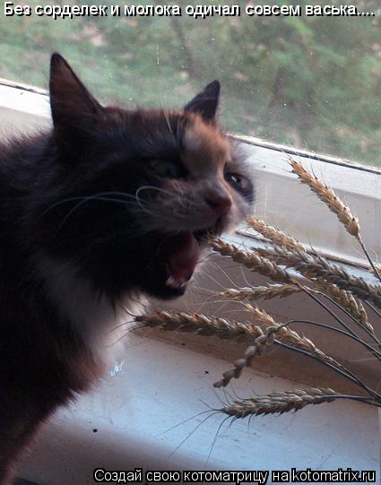 Котоматрица: Без сорделек и молока одичал совсем васька....