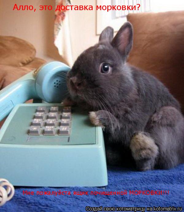 Котоматрица: Алло, это доставка морковки? Мне пожалуйста ящик почищенной МОРКОВКИ!!!