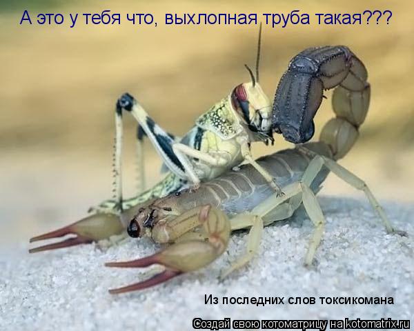 Котоматрица: А это у тебя что, выхлопная труба такая??? Из последних слов токсикомана