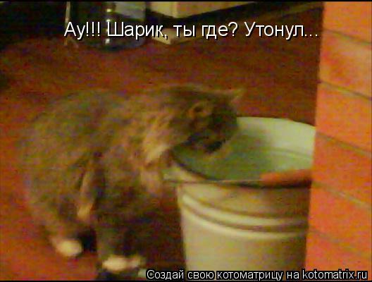 Котоматрица: Ау!!! Шарик, ты где? Утонул...