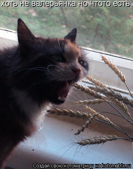 Котоматрица: хоть не валерьянка но чтото есть