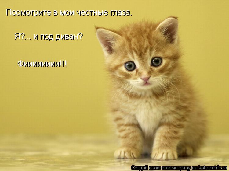 Котоматрица: Посмотрите в мои честные глаза. Я?... и под диван? Фииииииии!!!