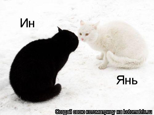 Котоматрица: Ин Янь