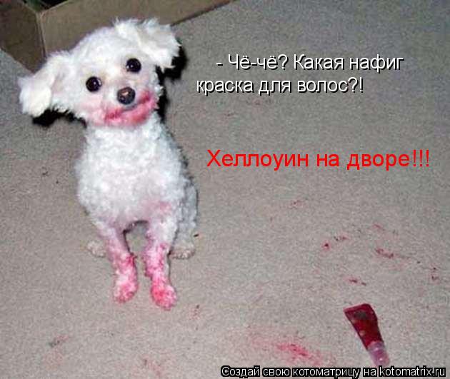 Котоматрица: - Чё-чё? Какая нафиг Хеллоуин на дворе!!!  краска для волос?!