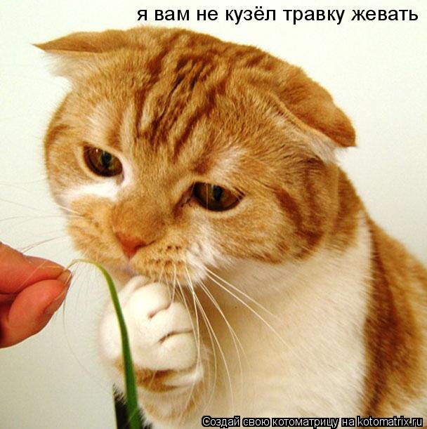 Котоматрица: я вам не кузёл травку жевать