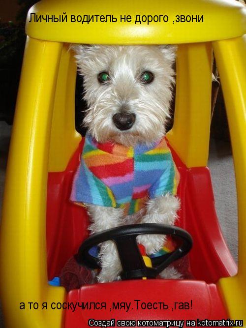 Котоматрица: Личный водитель не дорого ,звони а то я соскучился ,мяу.Тоесть ,гав!