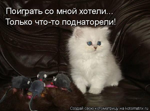 Котоматрица: Поиграть со мной хотели... Только что-то поднаторели!