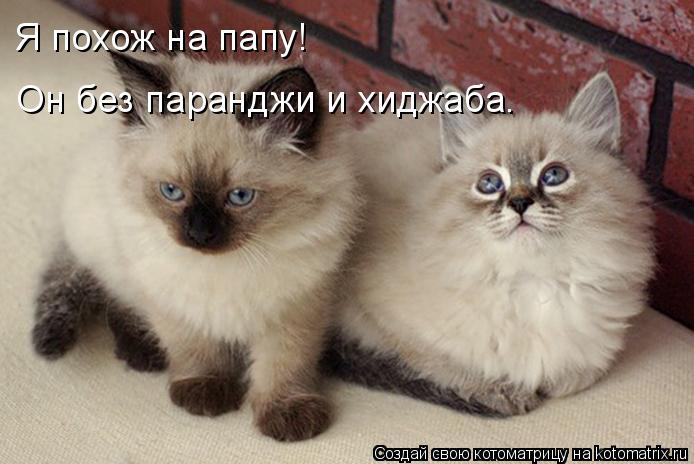 Котоматрица: Я похож на папу! Он без паранджи и хиджаба.