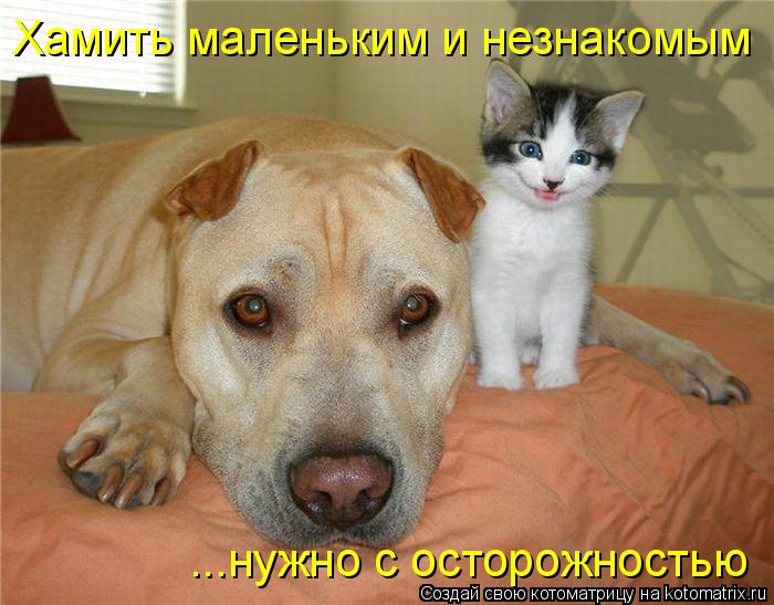 Котоматрица: Хамить маленьким и незнакомым ...нужно с осторожностью