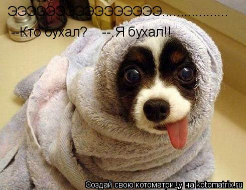 Котоматрица: ЭЭЭЭЭЭЭЭЭЭЭЭЭЭЭЭ.................. --Кто бухал?    --.Я бухал!!