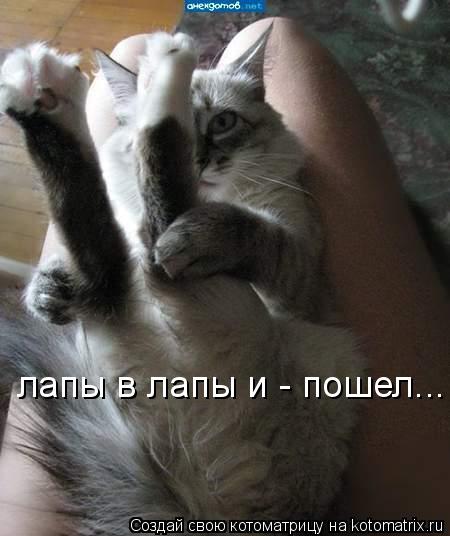 лапы в лапы и - пошел...... Котоматрица: лапы в лапы и - пошел...