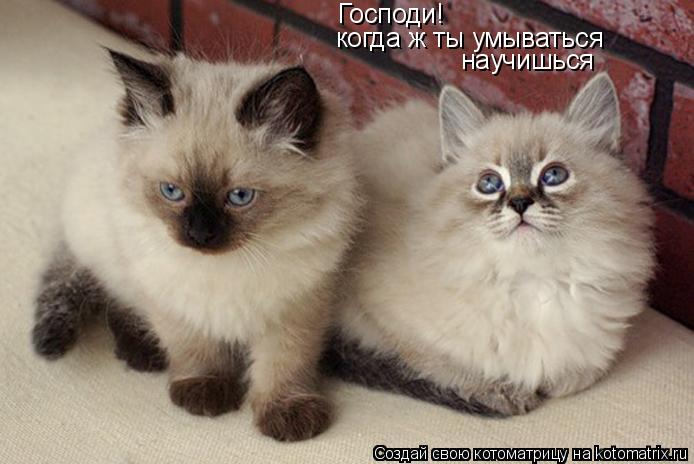 Котоматрица: Господи!  когда ж ты умываться  научишься