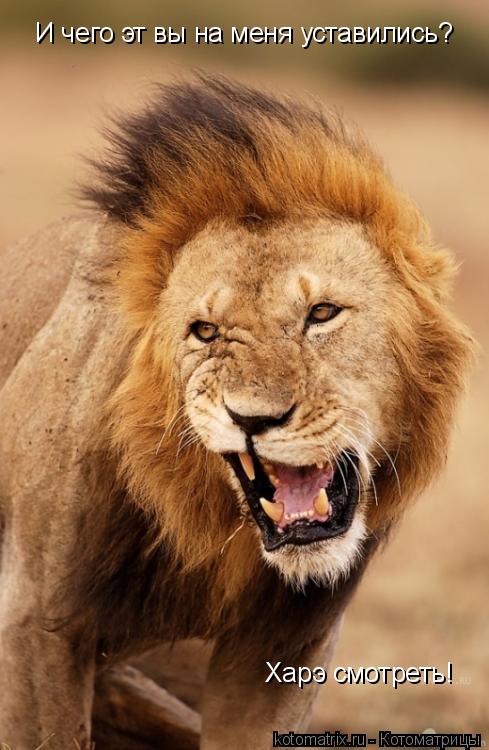 Котоматрица: И чего эт вы на меня уставились? Харэ смотреть!