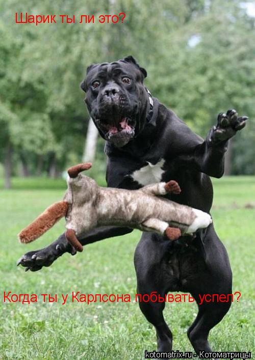 Котоматрица: Шарик ты ли это?  Когда ты у Карлсона побывать успел?