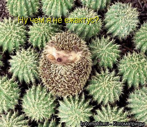 Котоматрица: Ну чем я не ежактус?