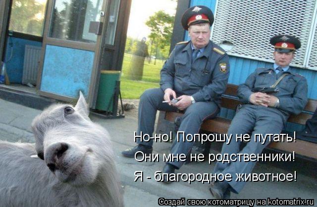 Котоматрица: Но-но! Попрошу не путать! Они мне не родственники! Я - благородное животное!