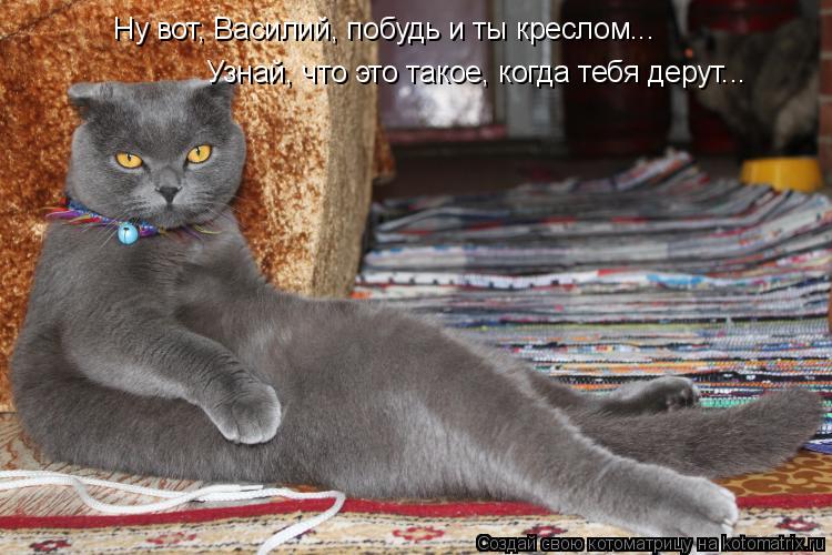 Котоматрица: Ну вот, Василий, побудь и ты креслом... Узнай, что это такое, когда тебя дерут...