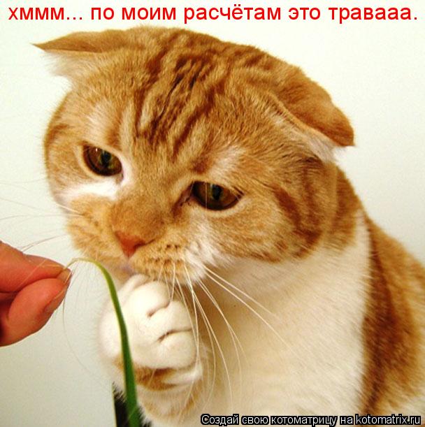 Котоматрица: хммм... по моим расчётам это травааа.