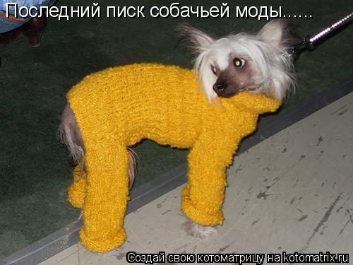 Котоматрица: Последний писк собачьей моды......