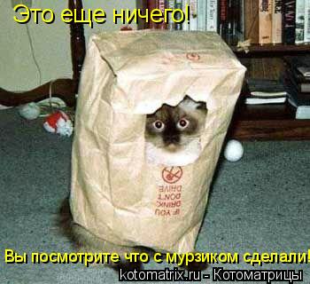 Котоматрица: Это еще ничего!  Вы посмотрите что с мурзиком сделали!
