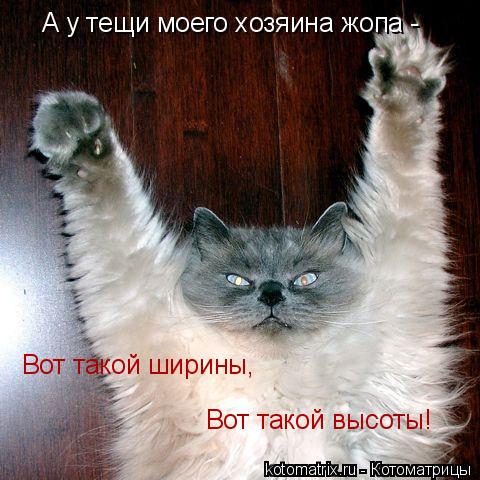 А у тещи моего хозяина жопа - Вот такой ширины, Вот такой высоты!... Котоматрица: А у тещи моего хозяина жопа - Вот такой ширины, Вот такой высоты!