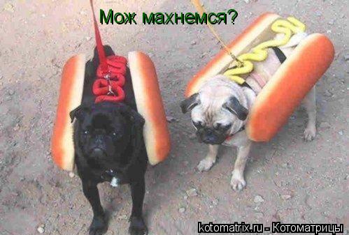 Котоматрица: Мож махнемся?