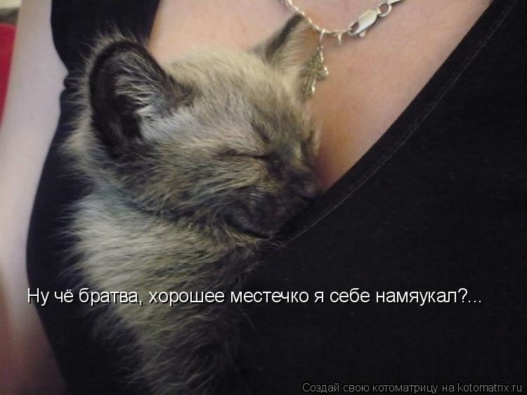 Котоматрица: Ну чё братва, хорошее местечко я себе намяукал?...
